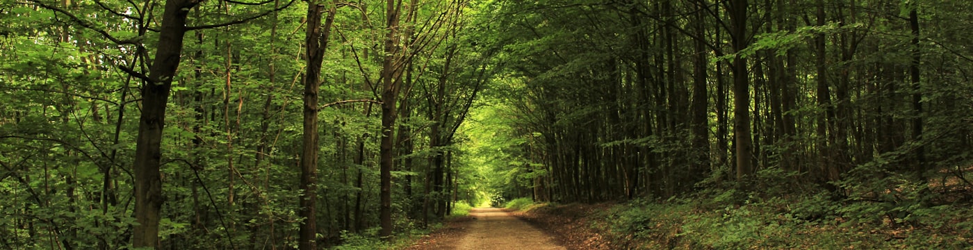 Calm forest path, suggesting safety and shelter